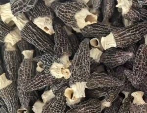 Morel Exporter