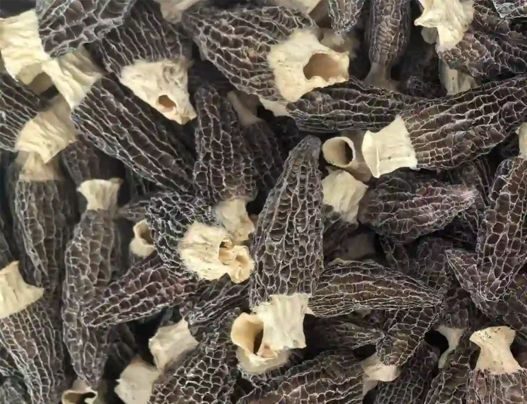 Morel Exporter