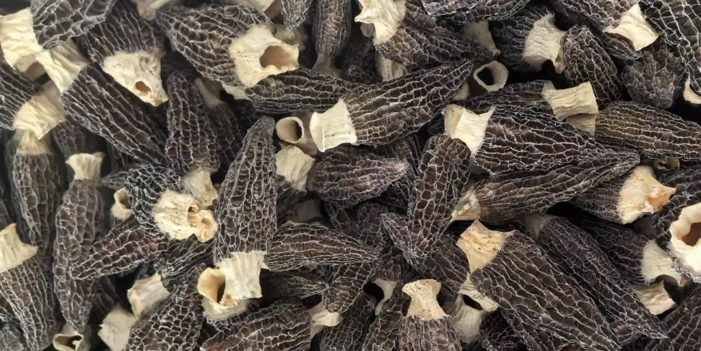 Chinese Morels