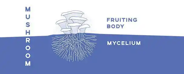 Mushroom Mycelium Material