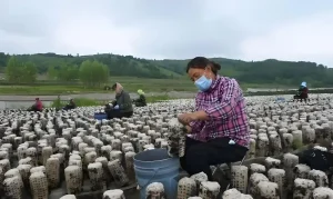 China Mushroom Supplier