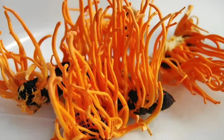 Cordyceps militaris