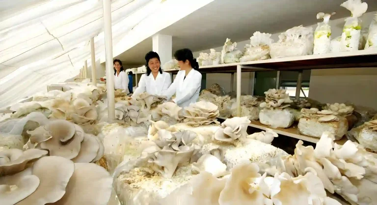 Edible Mushroom