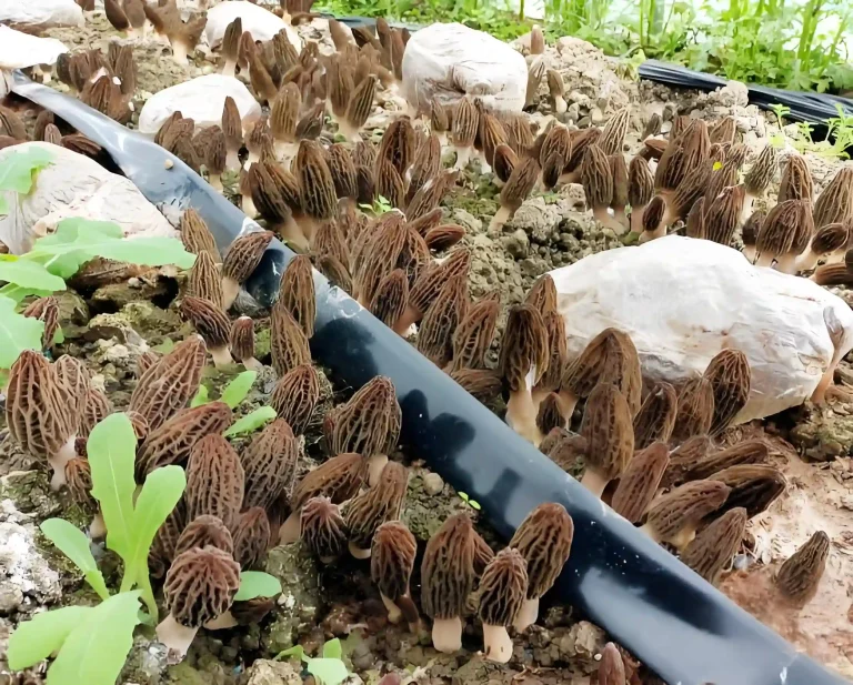 Morel Mushroom Industry