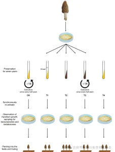 Morel Strain Degradation