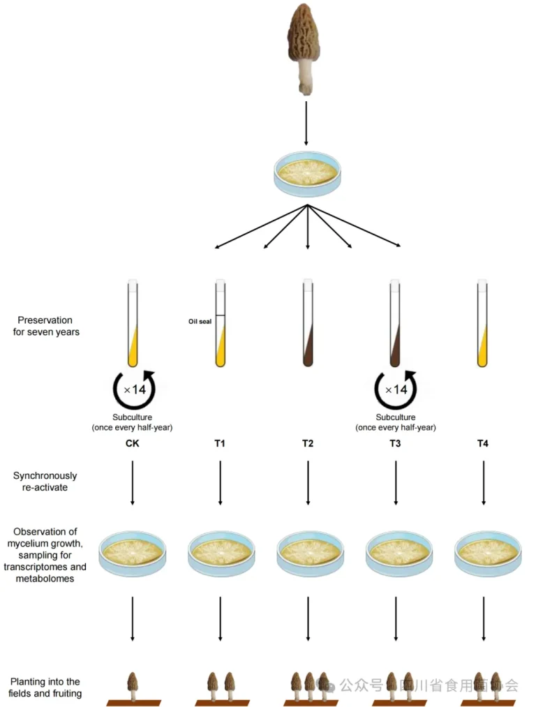 Morel Strain Degradation