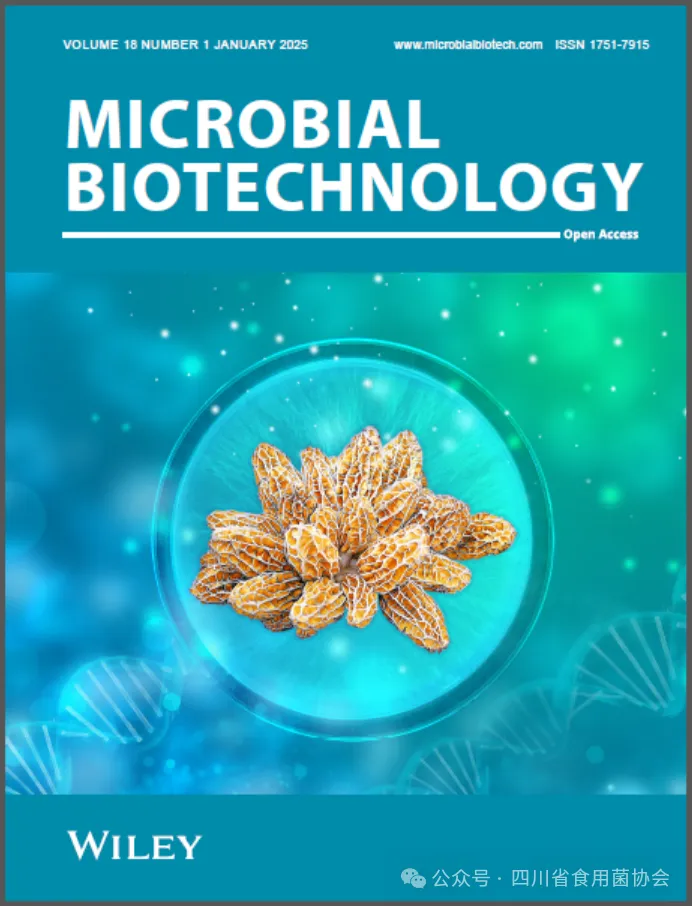Morel Strain Degradation