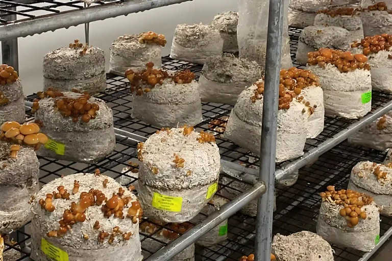 Edible Mushroom